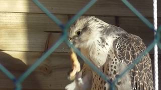 Altai saker falcon Falco cherrug in Avon Valley [upl. by Etrem]