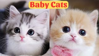 Cute Baby Cats  Cute and Funny Cat Videos Compilation 2024  Part 27 [upl. by Ignaz]