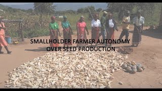 Smallholder farmer autonomy over seed production [upl. by Kcid]