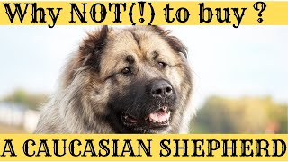 Why you SHOULD NOT  BUY a Caucasian Shepherd Dog  if You are a novice dog owner [upl. by Mcgurn]