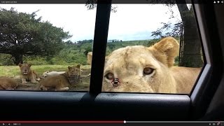 Lion opens car door [upl. by Yrok]