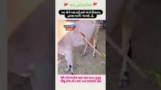 ગાય કો કુહાડી મારી ગૌમાતા ગૌ ગૌશાળા viralvideos popular viralshorts [upl. by Enajaras]