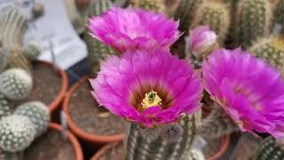 Just blooms  Echinocereus in Blüte bei KakteenHaage [upl. by Annaicul]