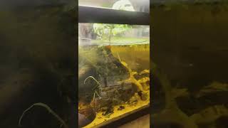 Balanced tannins aquarium fishtank fish angelfish guppy shrimp mysterysnail bristlenose [upl. by Dudden155]