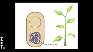 The Mechanism of Transformation with Competent Cells [upl. by Adelice]