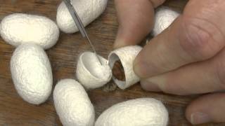 Cutting open a silk cocoon [upl. by Alessandro]