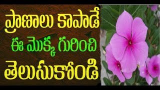 100Working  ప్రాణాలు కాపాడే మొక్క  LIFE SAVING FLOWER PLANT USE  PERIWINKLE  Divya Sanjeevini [upl. by Oahc]