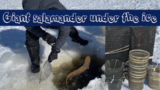 A giant salamander under the ice the Mudpuppy [upl. by Bein]