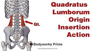 Quadratus Lumborum Anatomy Origin Insertion amp Action [upl. by Rashidi]