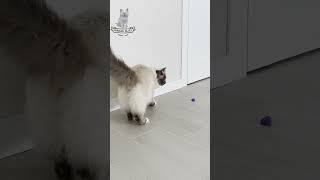 🐾😺 Pounce amp Play Kitty’s Toy Hunt cat cats funny shorts fyp [upl. by Aerona]