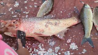 Giant Bighead Carp Fish Cutting By Expert Fish Cutter  Amazing Fish Cutting Skills [upl. by Sacks]