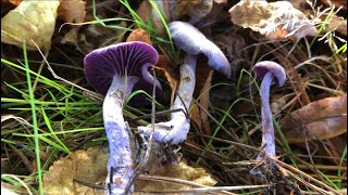 🇵🇭Mushroom Foraging UK🇬🇧Pls Subscribe amp Share Thank You [upl. by Caundra646]