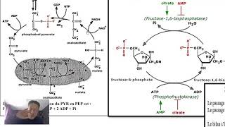 Biochimie structurale et métabolique des lipides [upl. by Ferrick125]