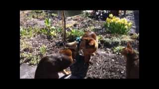 Abyssinian and Somali cats playing with a solar butterfly [upl. by Tressia]