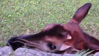 Okapi with its 18inch Tongue [upl. by Ellemaj]