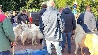 Abreise der nicht verkauften Ponys 04112024 Pferdemarkt in Hedel NL [upl. by Alletniuq]