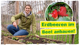 ERDBEEREN PFLANZEN So kannst du eigene leckere Erdbeeren pflücken 🍓 [upl. by Rol]