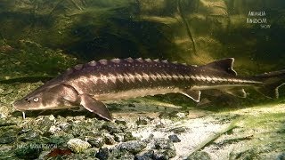 Sterlet Acipenser ruthenus amp Siberian Sturgeon Acipenser baeriiAnimalia Kingdom Show [upl. by Ykceb]