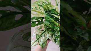 Монстера Adansonii Variegata комнатныерастения houseplants монстера monstera [upl. by Siana]