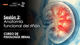 Introducción a a fisiología renal Anatomía funcional del riñón [upl. by Firehs756]