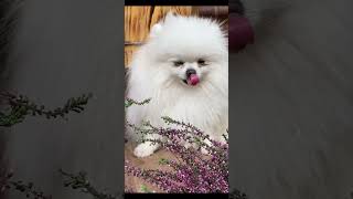 AWW Animals SOO Cute Cute baby animals Videos Compilation cute moment of the animals [upl. by Meurer]