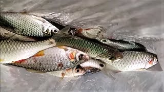 Tinfoil Barb Bass Fishing in the Pond  Catching Lot of Tinfoil Barb Fish [upl. by Yorgen924]