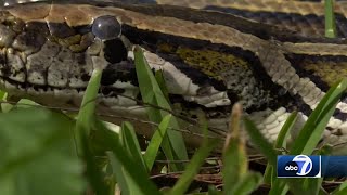 2024 Florida Python Challenge begins across Florida Everglades [upl. by Alol]