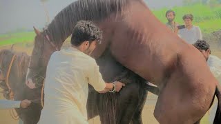 Horse Breeding First Time Female Horse Complete Meeting How To Mating Horses [upl. by Loring162]