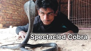 Spectacled CobraIndian Cobra Az information [upl. by Ahoufe]