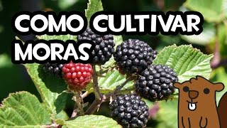 Como Cultivar Moras o Zarzamoras  Huerto Organico [upl. by Beaufort]