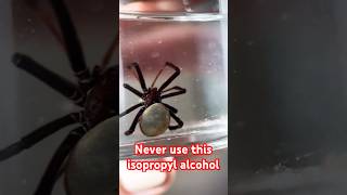 Never use this isopropyl alcohol 😱🫣🕷️ [upl. by Ineslta]