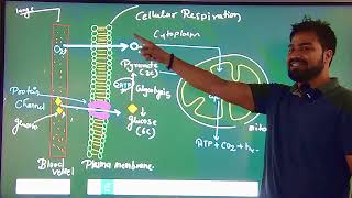 Cellular Respiration easy way [upl. by Harbour]