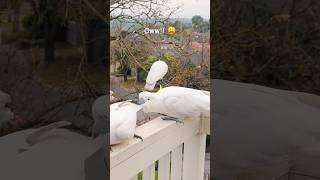 Cockatoo throws a tantrum [upl. by Pippo]