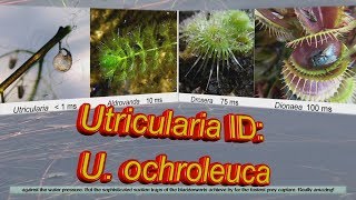 Utricularia ID U ochroleuca [upl. by Parlin]