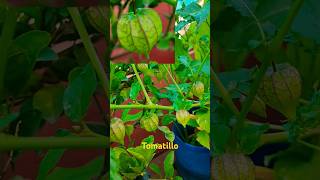 Tomatillo fruitsfruit terrace garden [upl. by Sibelle376]