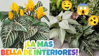 APHELANDRA O PLANTA ZEBRA Y SUS CUIDADOS 😍🥰§ LIZZ Y SU VIVERO [upl. by Yentnuoc]