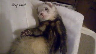 Friday Ferret Fix A radiator bed [upl. by Eelnayr]