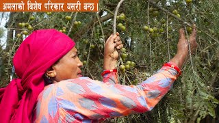 केराको बुन्गाको अचार  How to make BUNGA KO ACHAR  Banana Flower Pickle Recipe [upl. by Nabois]