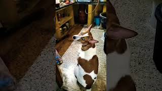 newsong song love dog animalsong subscribe cute dogsong [upl. by Marbut242]