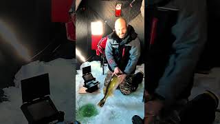 Unlocking the Ultimate Walleye Fishing Experience at Lac La Biche icefishing fishing [upl. by Winthorpe]