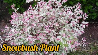 Snowbush Plant Best Indoor Outdoor Plant  How to care Breynia Nivosa Plant  24Carat Gardening [upl. by Llehcal]