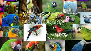 All 18 types of macaw parrot in the world [upl. by Dallman]