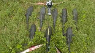 Bowfishing Armored Catfish in Florida [upl. by Coleen]