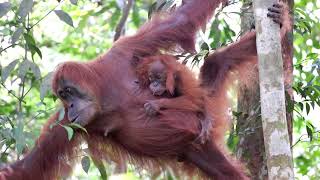 Orangutans Are STRONGER Than You Think [upl. by Hodgkinson619]