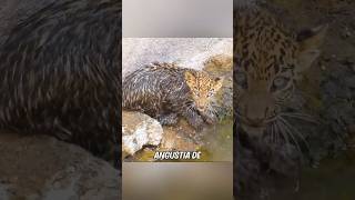 Un jaguar pide ayuda a los humanos para salvar a su cachorro [upl. by Nimoynib]