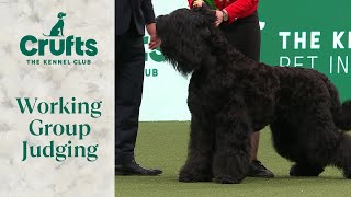 Working Group Judging  Crufts 2024 [upl. by Aruol]