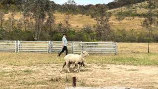 Emmy in training drill  not bad for a city slicker [upl. by Jacobba]