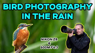 Rainy Day BIRD PHOTOGRAPHY  First Days Of Autumn [upl. by Garold]