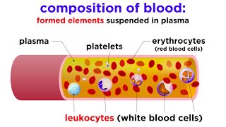 The Composition and Function of Blood [upl. by Laeahcim]