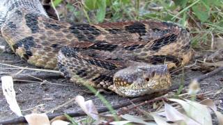 Canebrake Rattlesnake [upl. by Catlaina]